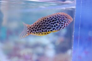 Leopard Wrasse