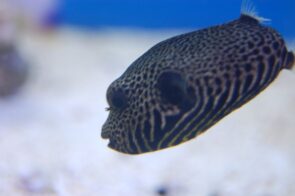Map Puffer
