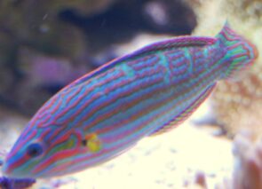 Melanarus Wrasse