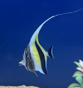 Moorish Idol