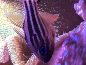 Ochre Striped Cardinalfish
