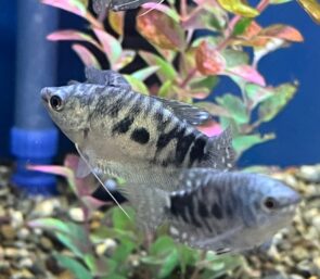 Opaline Gourami