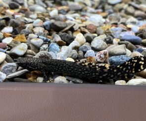 Ornate Bichir