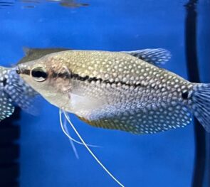 Pearl Gourami