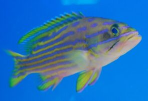 Polleni Grouper