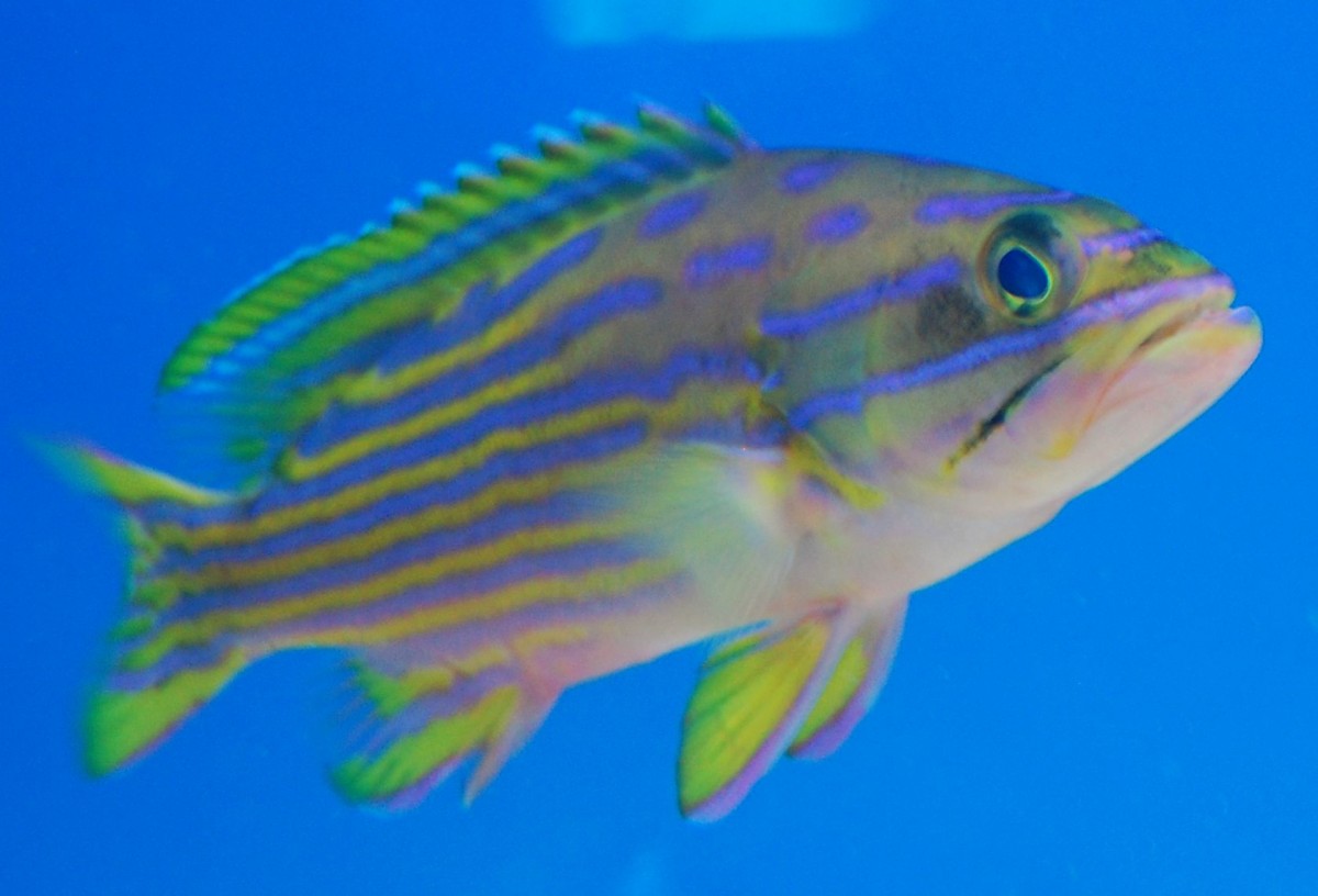 Polleni Grouper