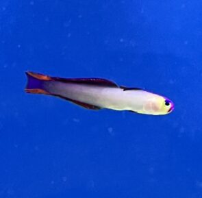 Purple Firefish