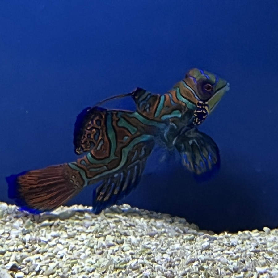 Green Mandarin Dragonete