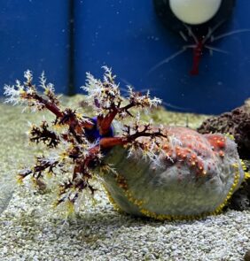 Sea Apple