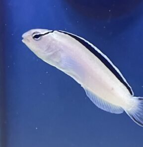 Smiths Blenny