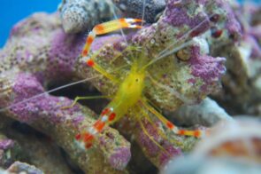 Gold Coral Banded Shrimp