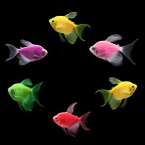 GloFish Longfin Tetra Assorted Colors