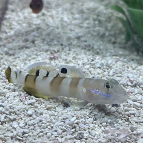 Wardi Goby