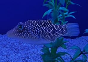 White Spotted Toby Puffer