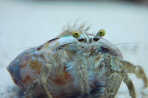 Anemone Hermit
