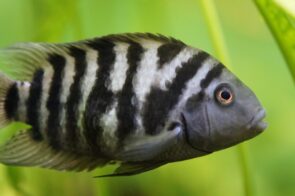Convict Cichlid