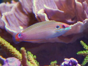 Earmuff Wrasse