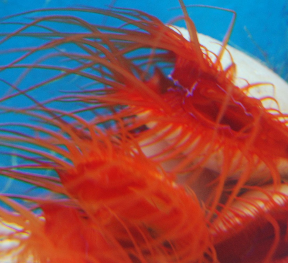 Flame Scallop