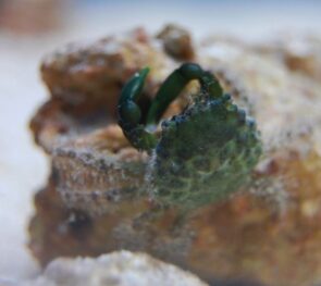 Emerald Crab