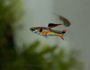 Endler's Livebearer