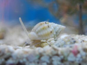 Nassarius Snail