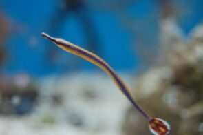 Bluestripe Pipefish