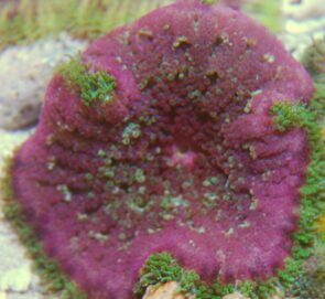 MaxiMini Carpet Anemone