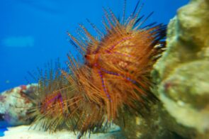 Rainbow Urchin