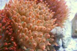 Bubble Tip Rose Anemone