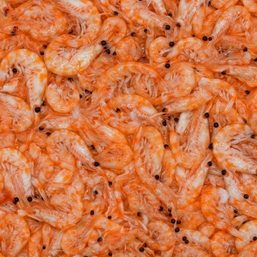 San Fransisco Bay Frozen Krill 16oz Flat - Image 2