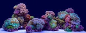 SeaView Background Coral Bliss/Luscia Reef 12in