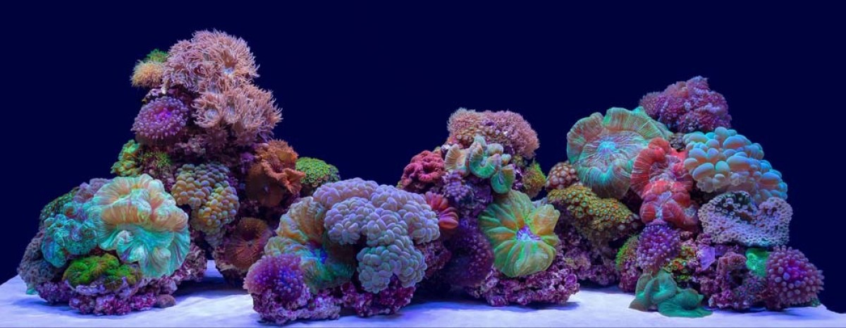 SeaView Background Coral Bliss/Luscia Reef 24in